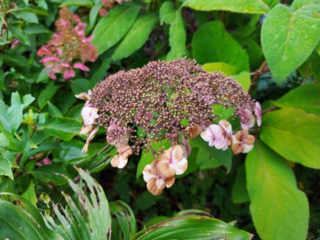 Hydrangea aspera - hortenzie chlupatá Anthony Bullivant